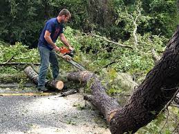 Trusted Rohnert Park, CA Tree Removal Services Experts