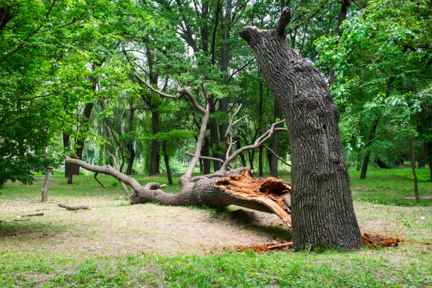 How Our Tree Care Process Works  in  Rohnert Park, CA