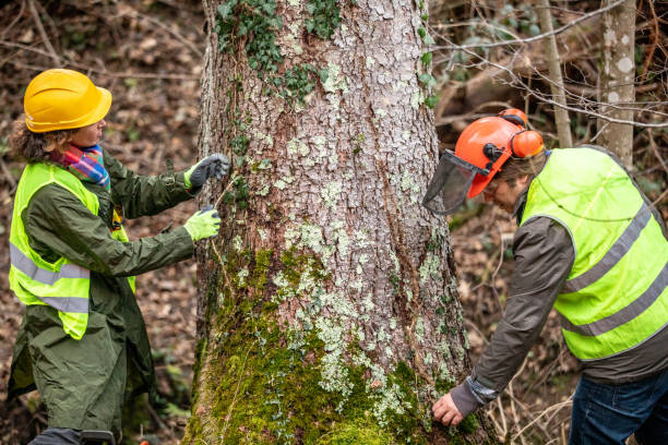 Best Tree Preservation Services  in Rohnert Park, CA