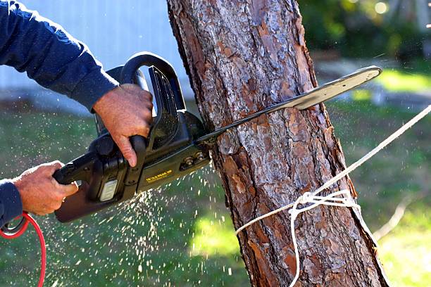  Rohnert Park, CA Tree Removal Services Pros