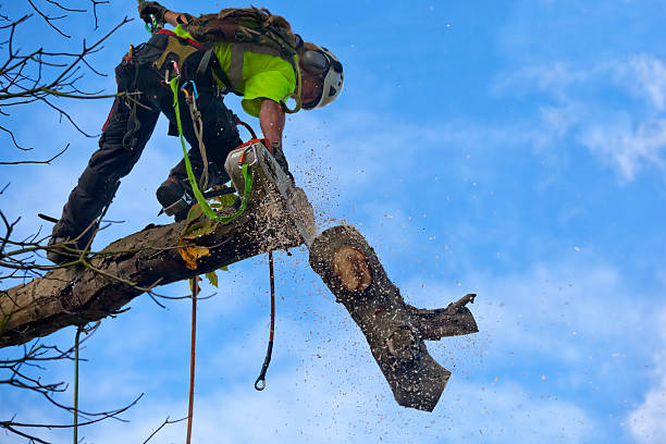 Best Weed Control  in Rohnert Park, CA